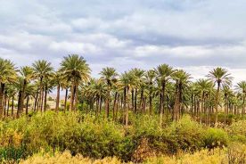 نخلستان قصر شیرین